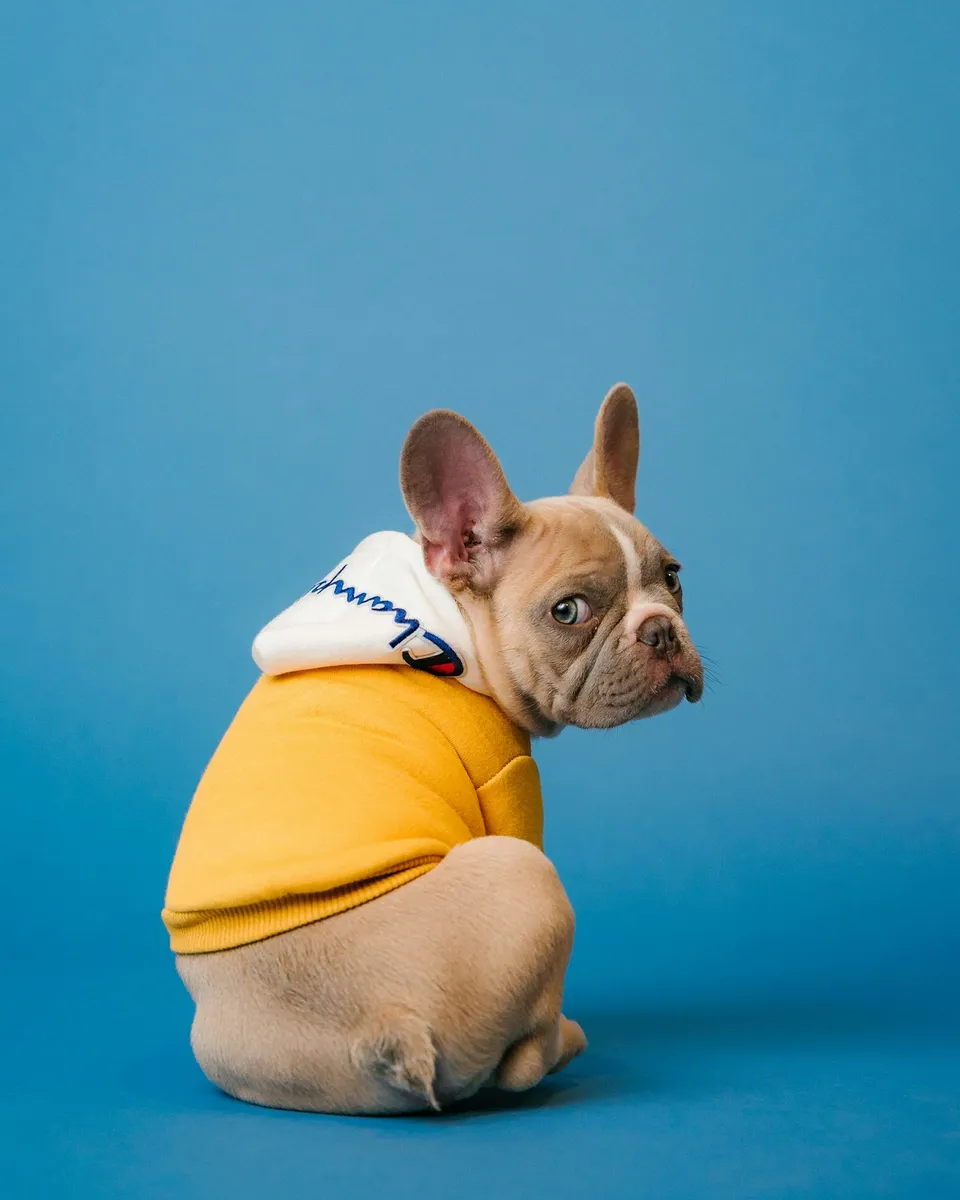Dog in a home where air purifier may help pet dander