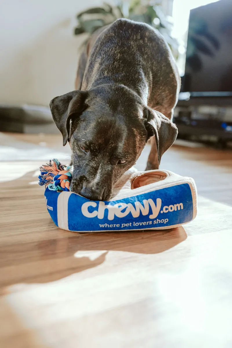 Pet owner planning recurring dog food delivery