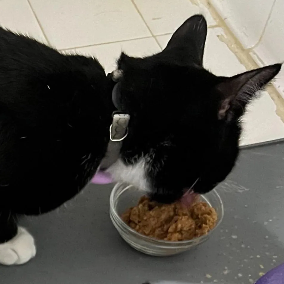 A cat eating from a food bowl