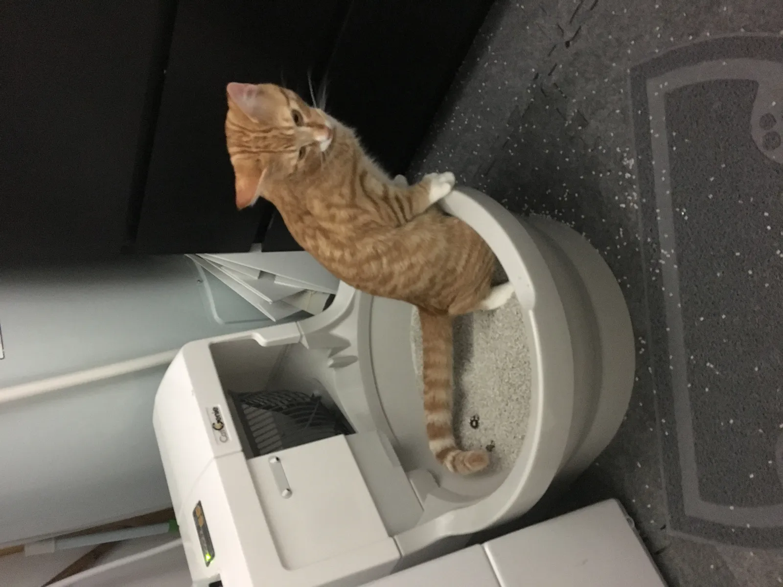 Pet Tech Buying Guide: Automatic Feeders, Litter Boxes, and Fountains