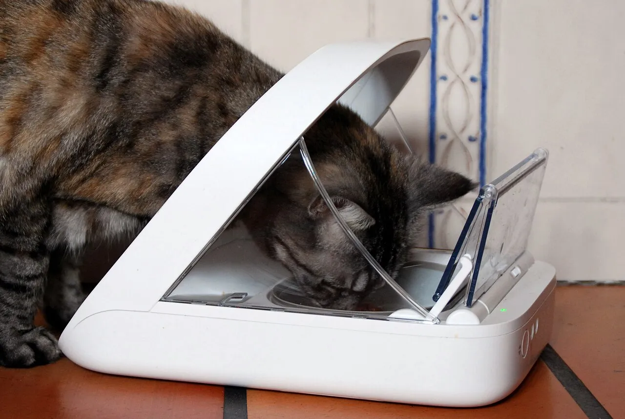 Automatic Pet Feeder Review: Six Weeks Including a Real Overnight-Away Test
