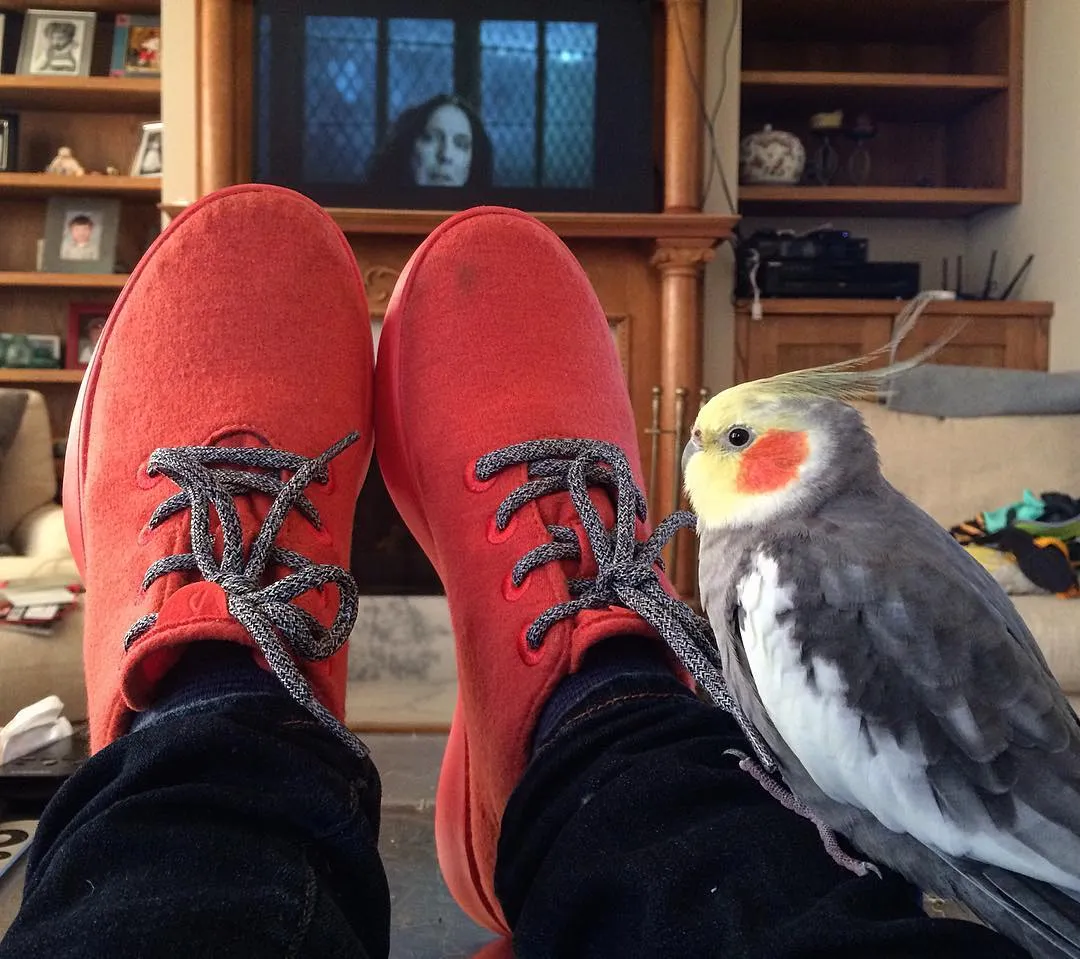Allbirds Wool Runners in a bright orange colorway
