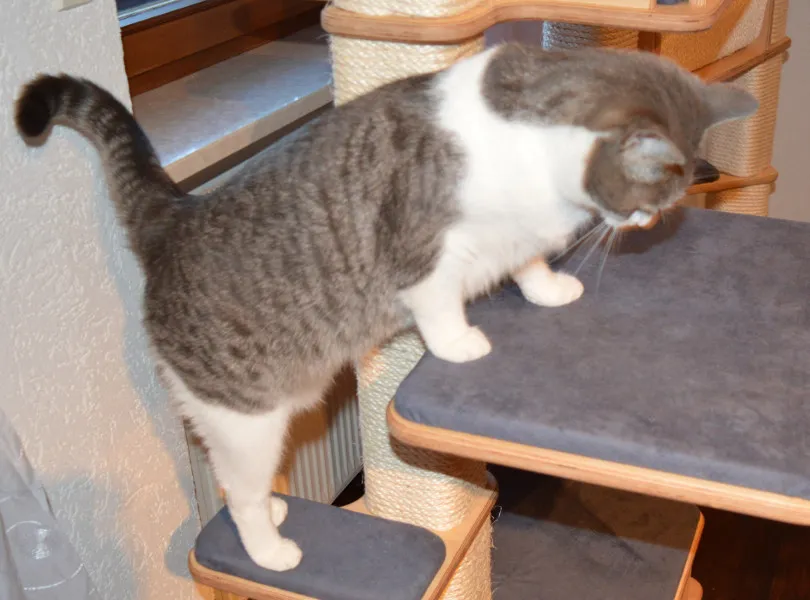 A cat climbing a tall carpeted and sisal-wrapped scratching structure