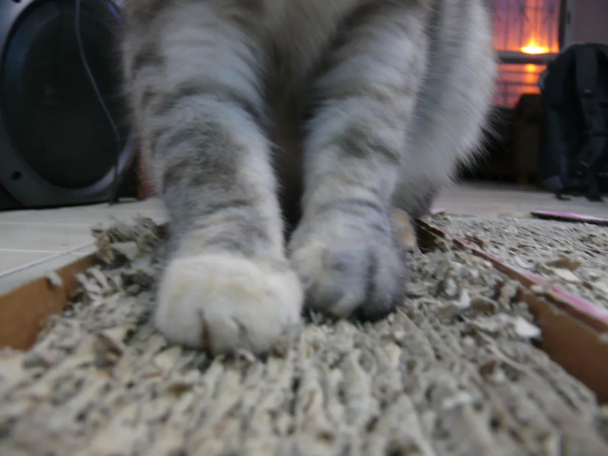 A cat using a flat corrugated cardboard scratch pad, the horizontal alternative
