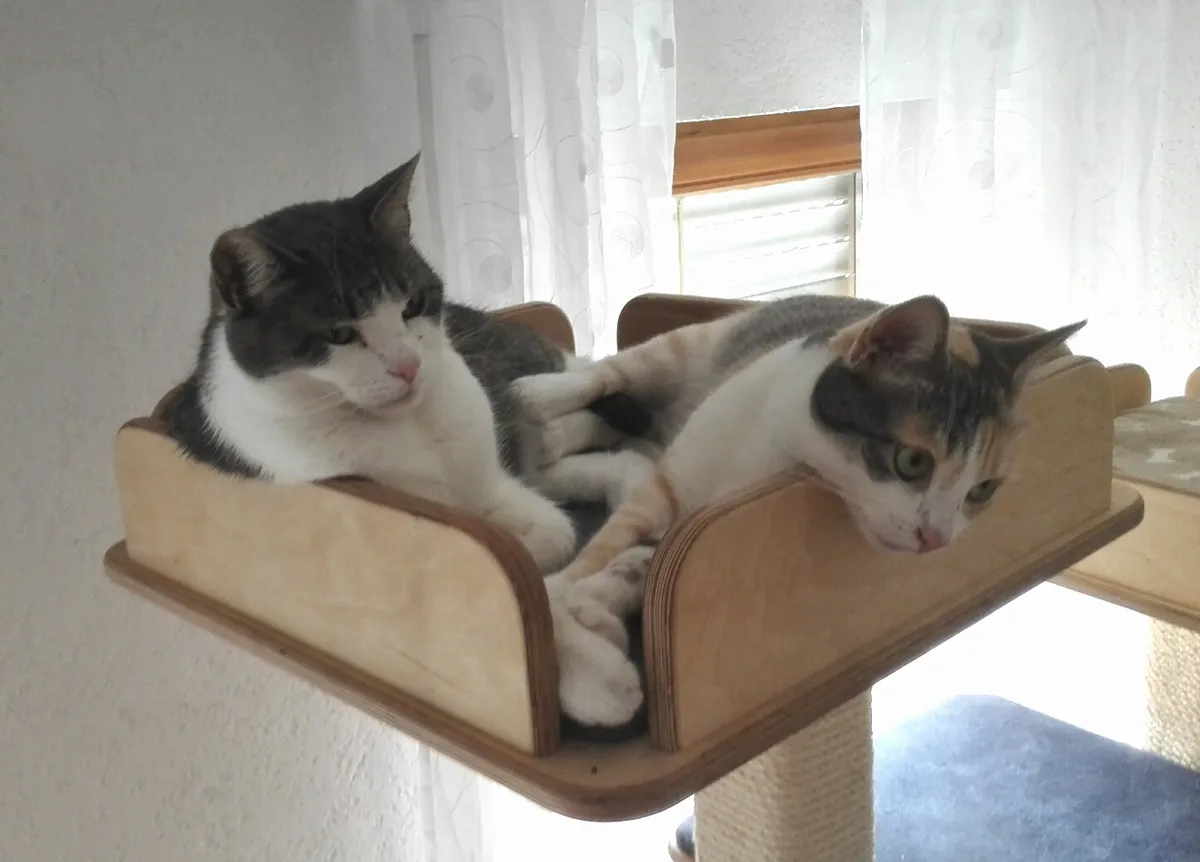Two cats resting on the platforms of a tall cat scratching structure