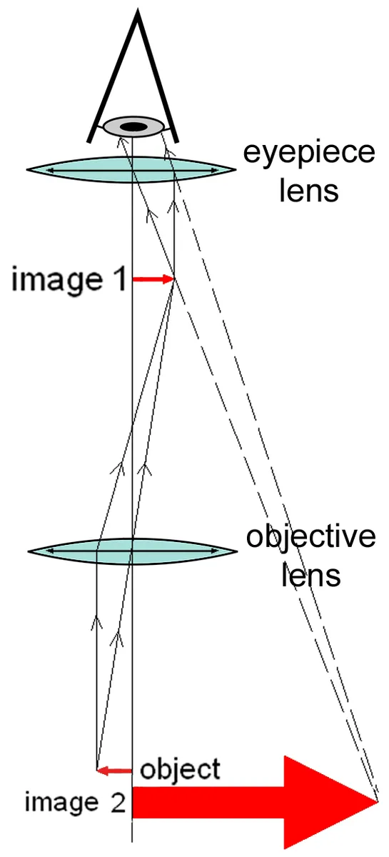 Labelled diagram of a compound microscope showing eyepiece, objectives, stage and condenser