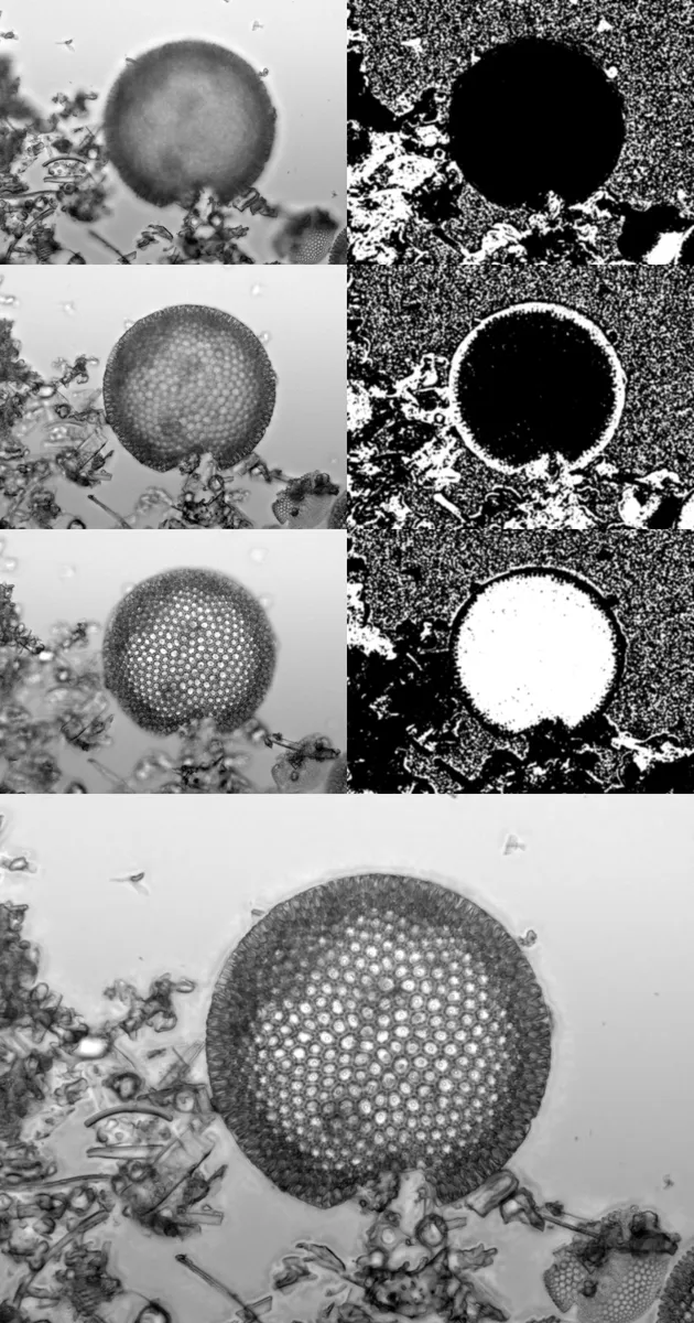 Focus-stacked bright-field light micrograph of diatomaceous earth showing individual diatom frustules