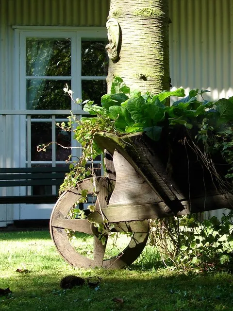 A wheelbarrow used as a planter, showing how well the steel tray survives outdoors