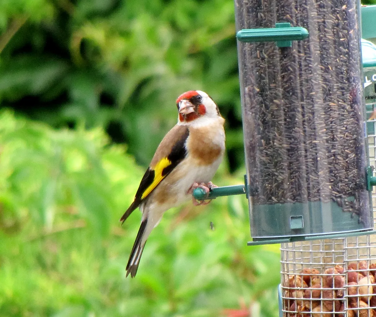 A European goldfinch feeding at a garden tube feeder