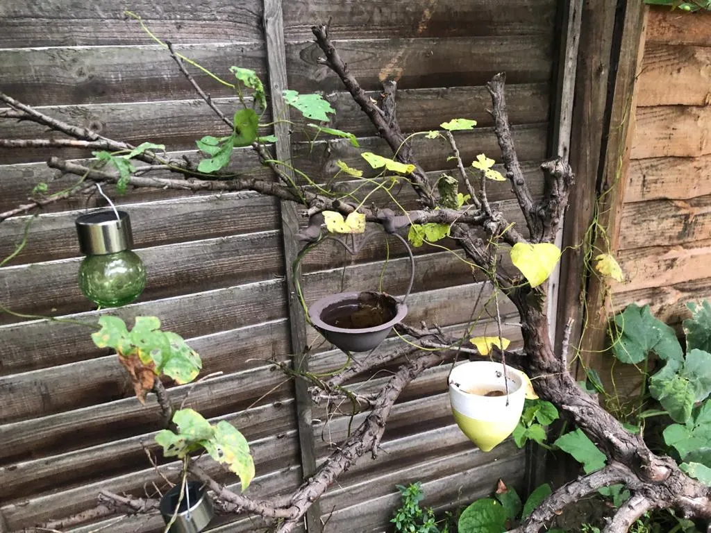 A hanging feeder positioned with a nearby landing spot in a garden