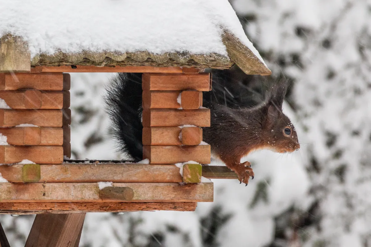 A grey squirrel in a garden, the reason caged feeders exist