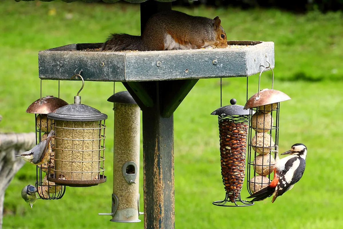 A busy garden feeder with several birds and a squirrel competing