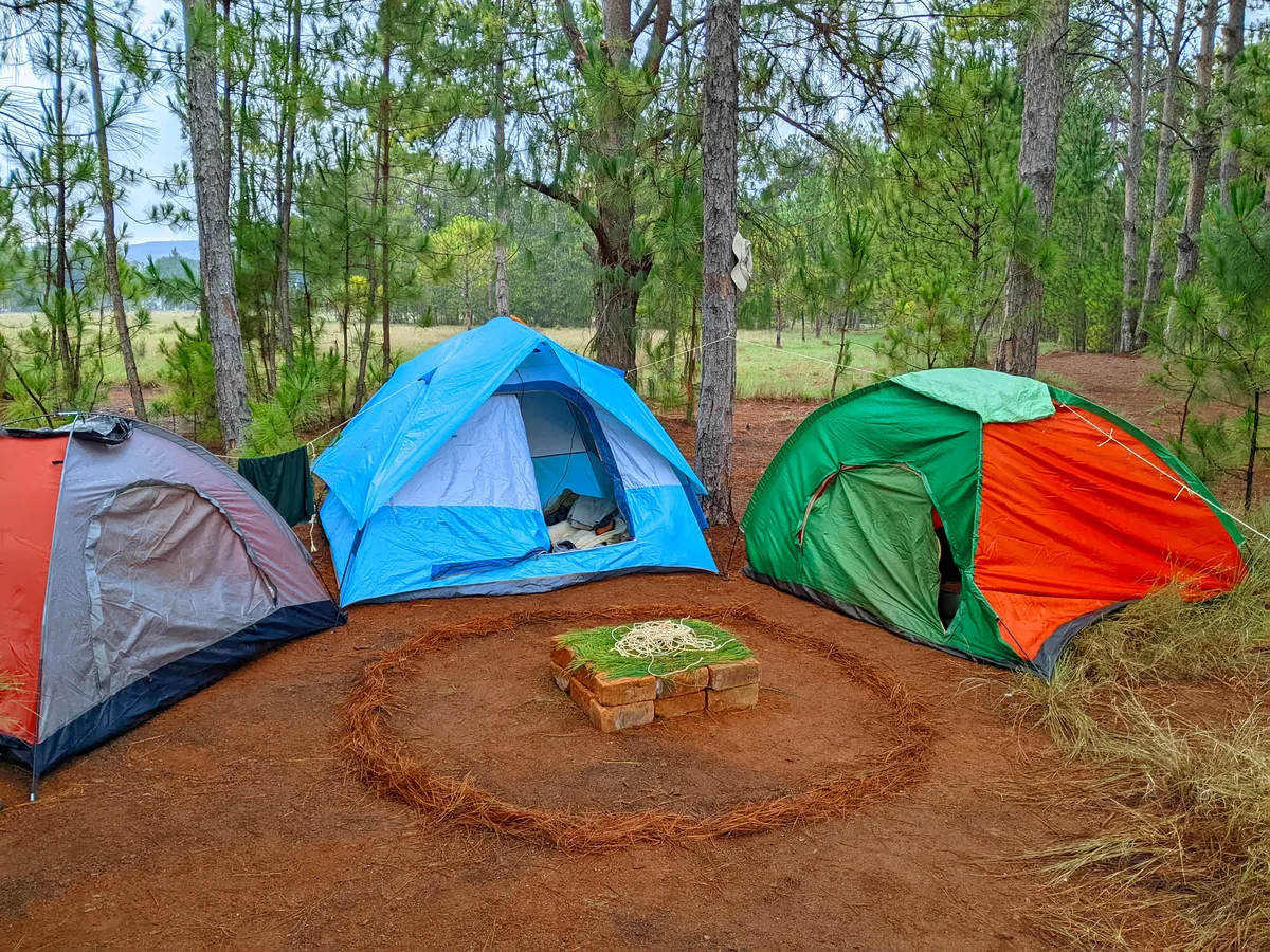 Dome tents pitched on flat ground in woodland
