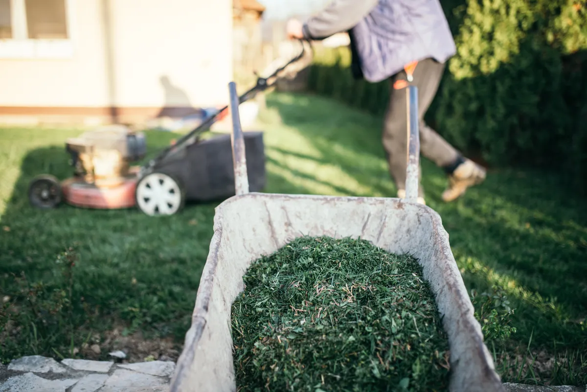 A wheelbarrow loaded with grass clippings in a garden