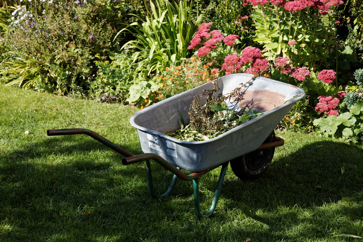A wheelbarrow standing on a lawn beside flower borders